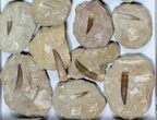 Lot: Real Fossil Plesiosaur Teeth In Matrix - Pieces #119613-2